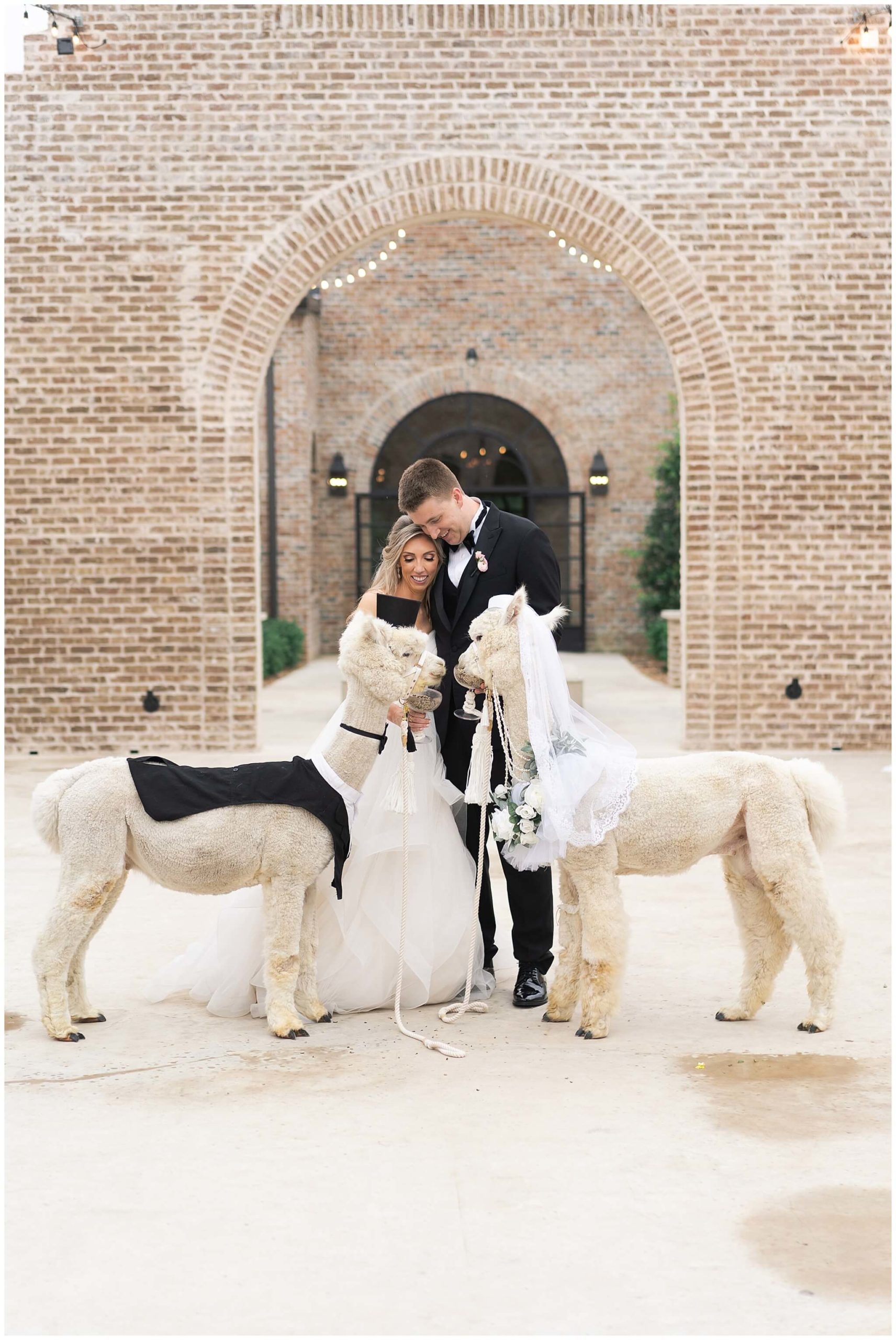 bride and groom feed alpacas on their wedding day at Iron Manor in Houston Texas by Swish and Click Photography