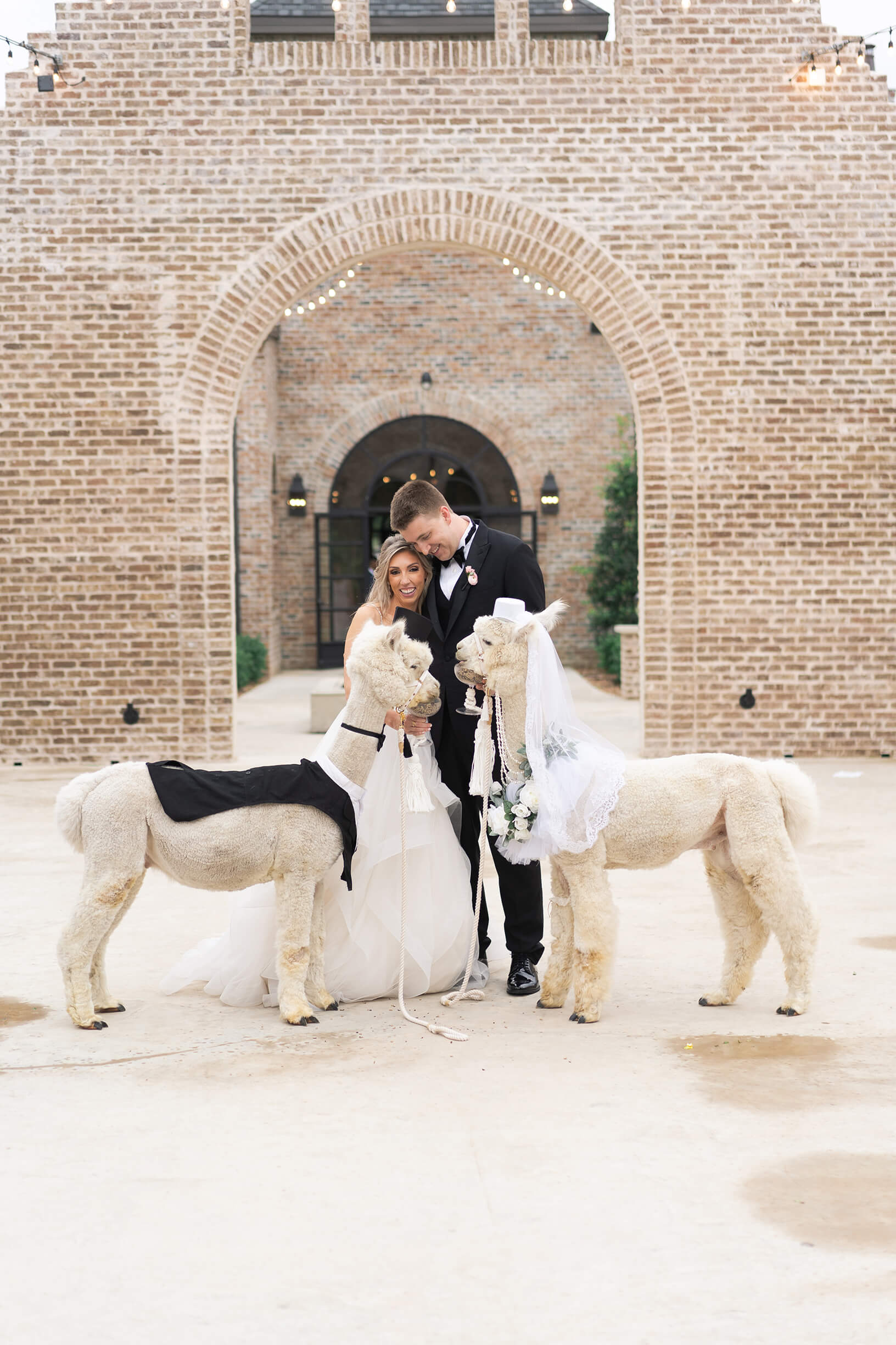 bride and groom feed alpacas in the courtyard bride looks at herself as she gets ready on her wedding day reception space at Iron Manor in Houston Texas by Swish and Click Photography