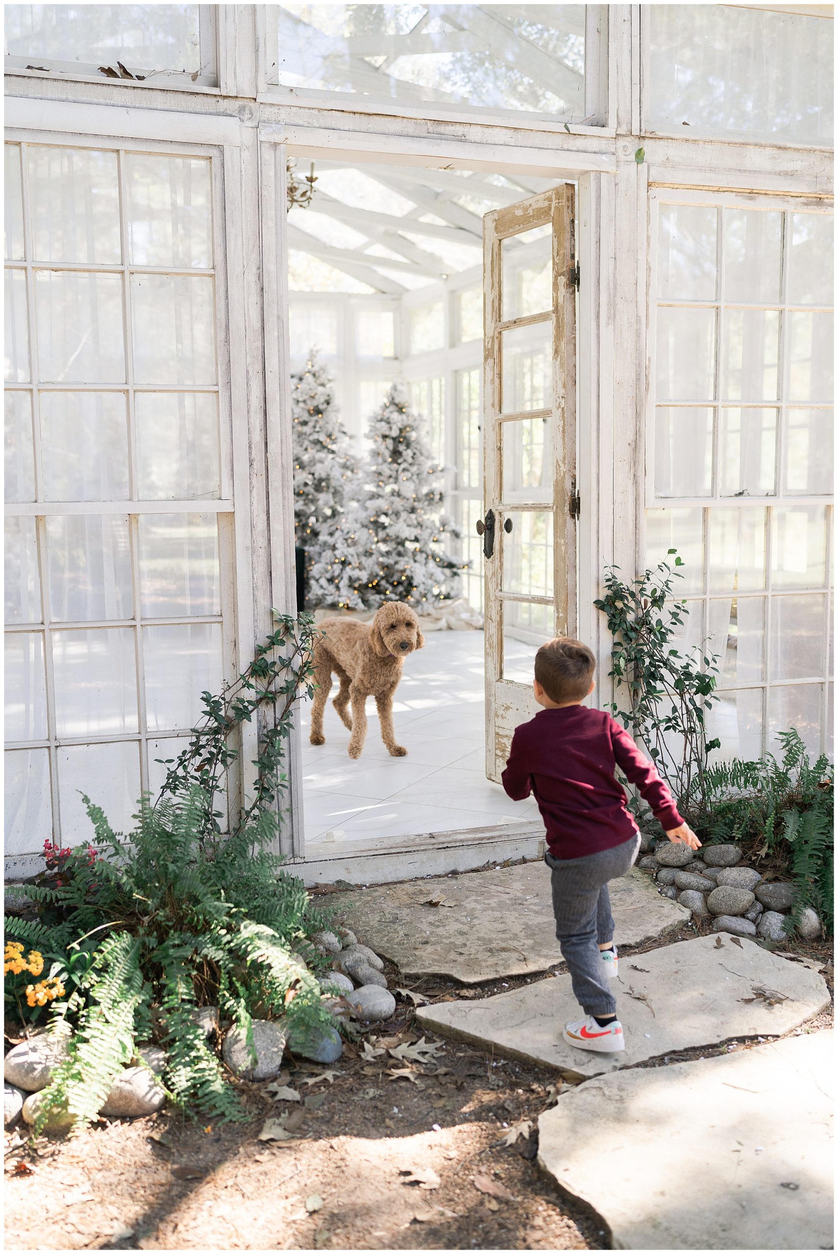 son runs after family dog during Christmas photos at the Oak Atelier in Houston Texas by photographer Swish and Click Photography