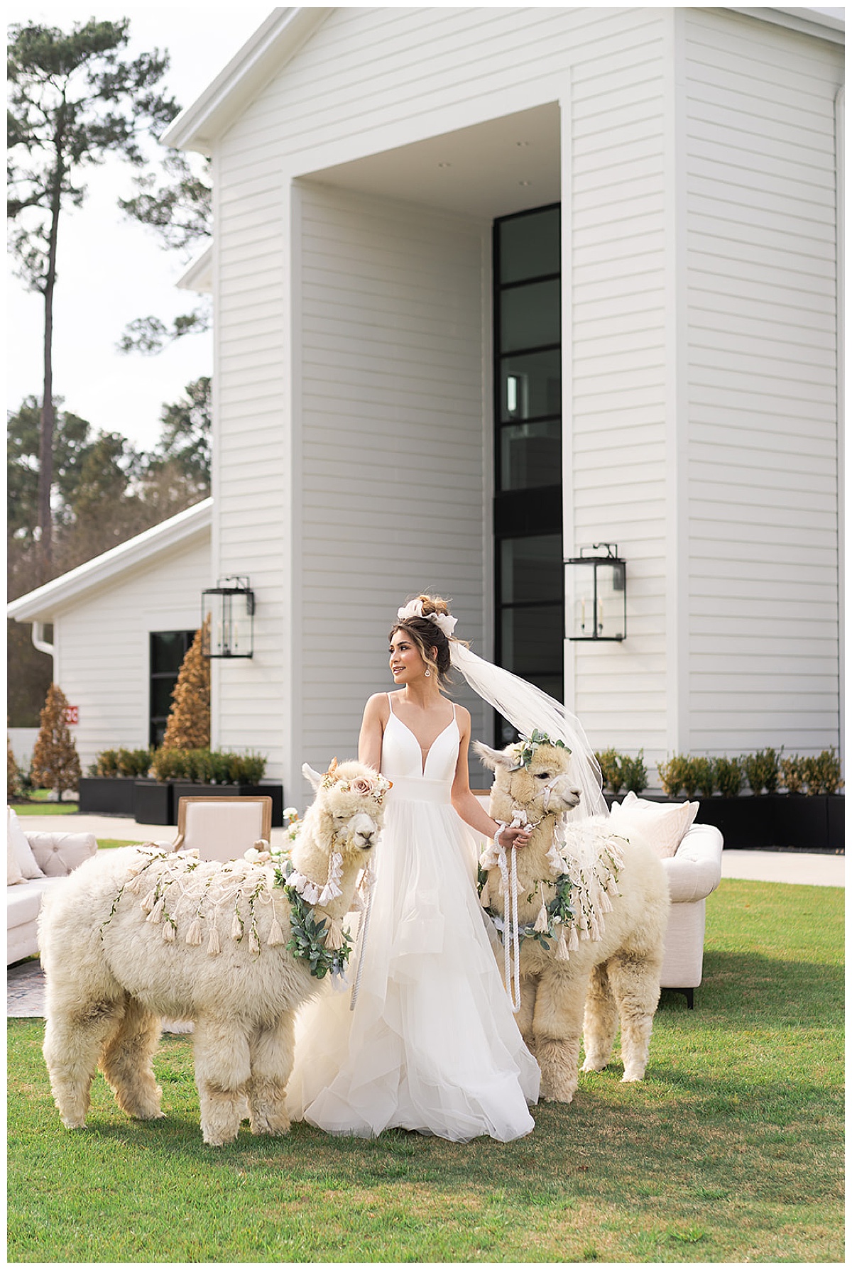 Woman standing with two wedding llamas for Swish & Click Photography