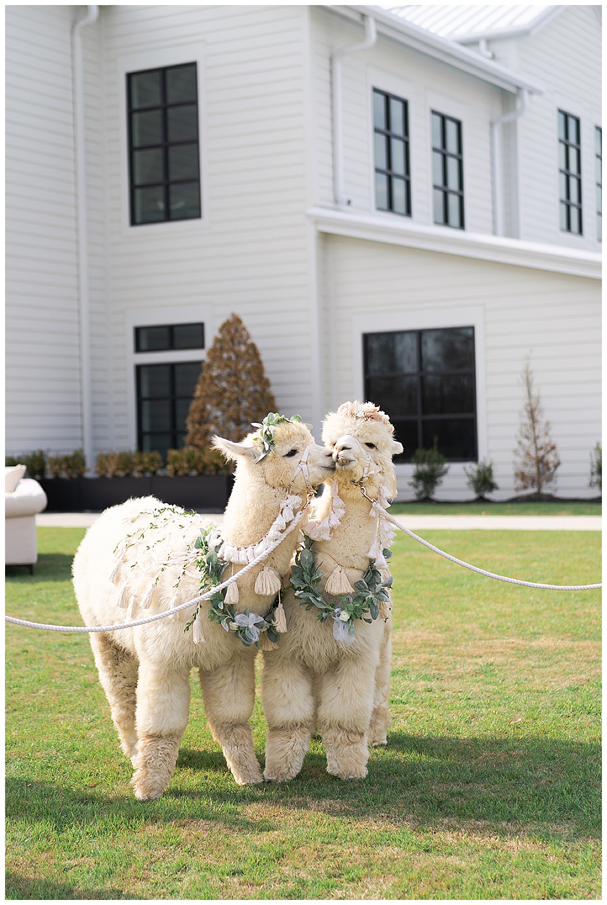Llamas kissing at Boxwood Manor