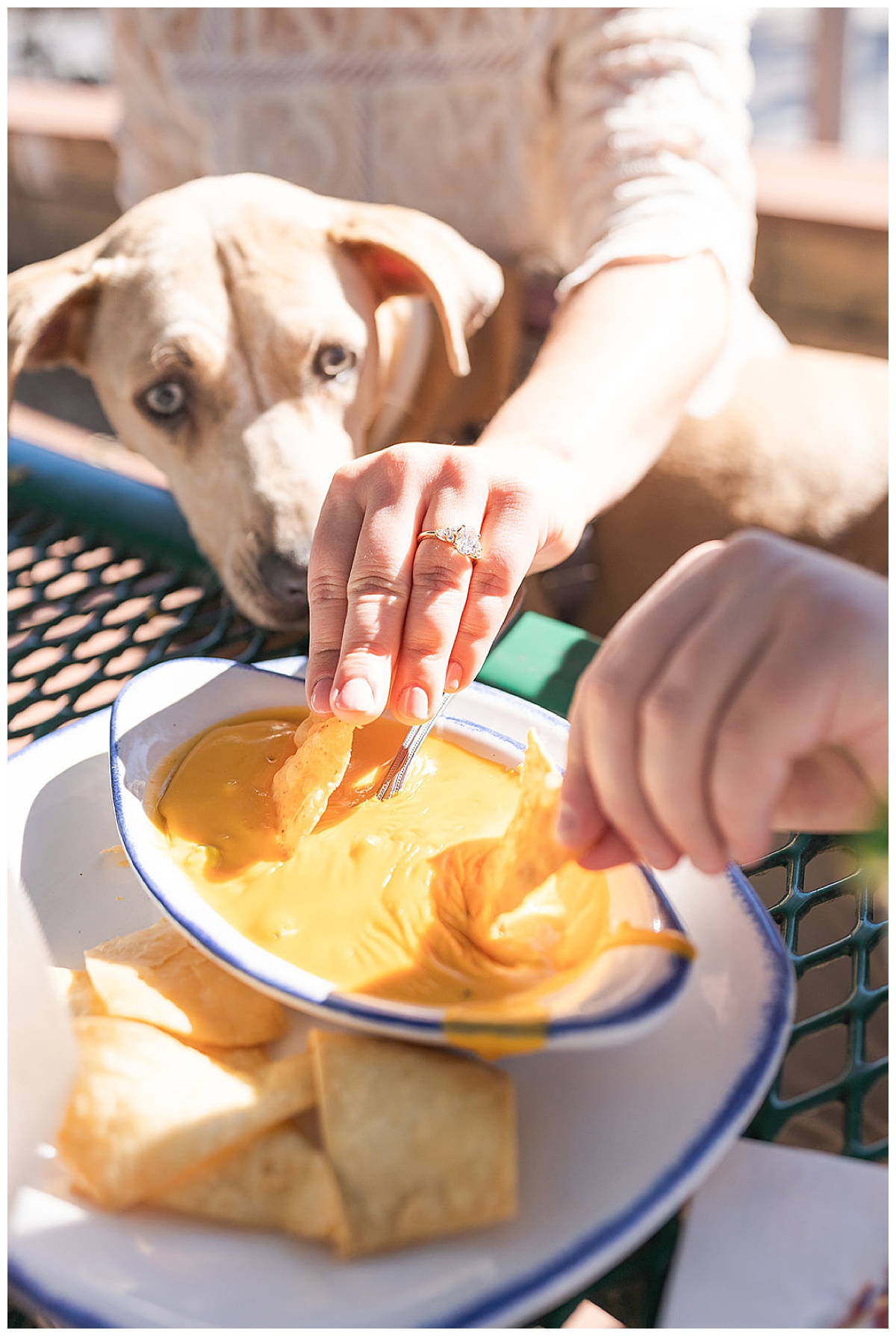 Dog admiring queso for Ninfa’s Engagement Session