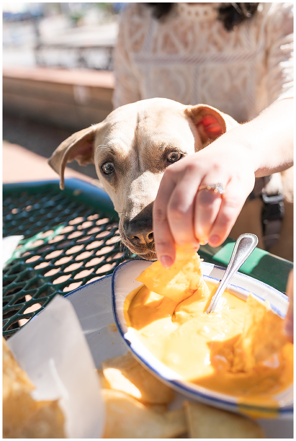 Dog attempting to eat food from the table for Houston’s Best Wedding Photographers