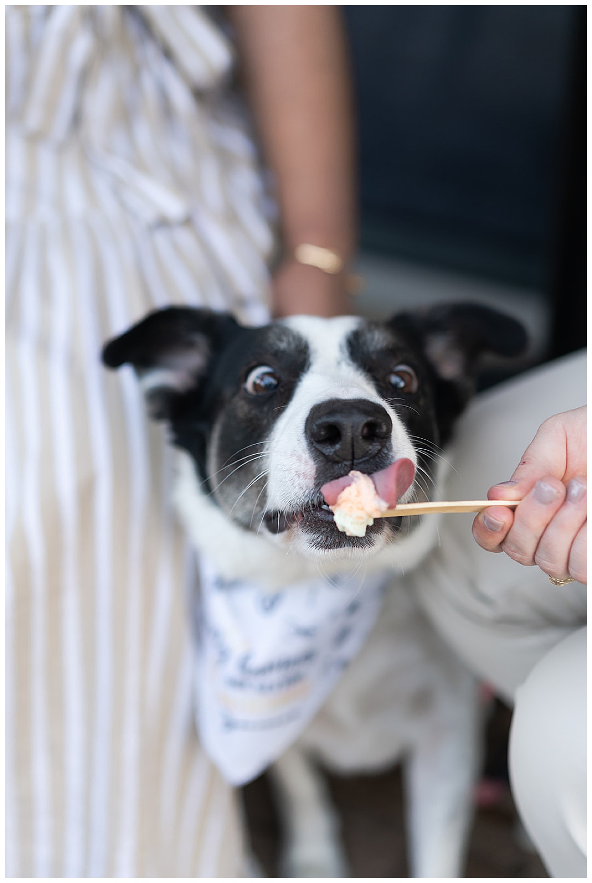 Dog sneaks a lick of ice cream for Swish & Click Photography