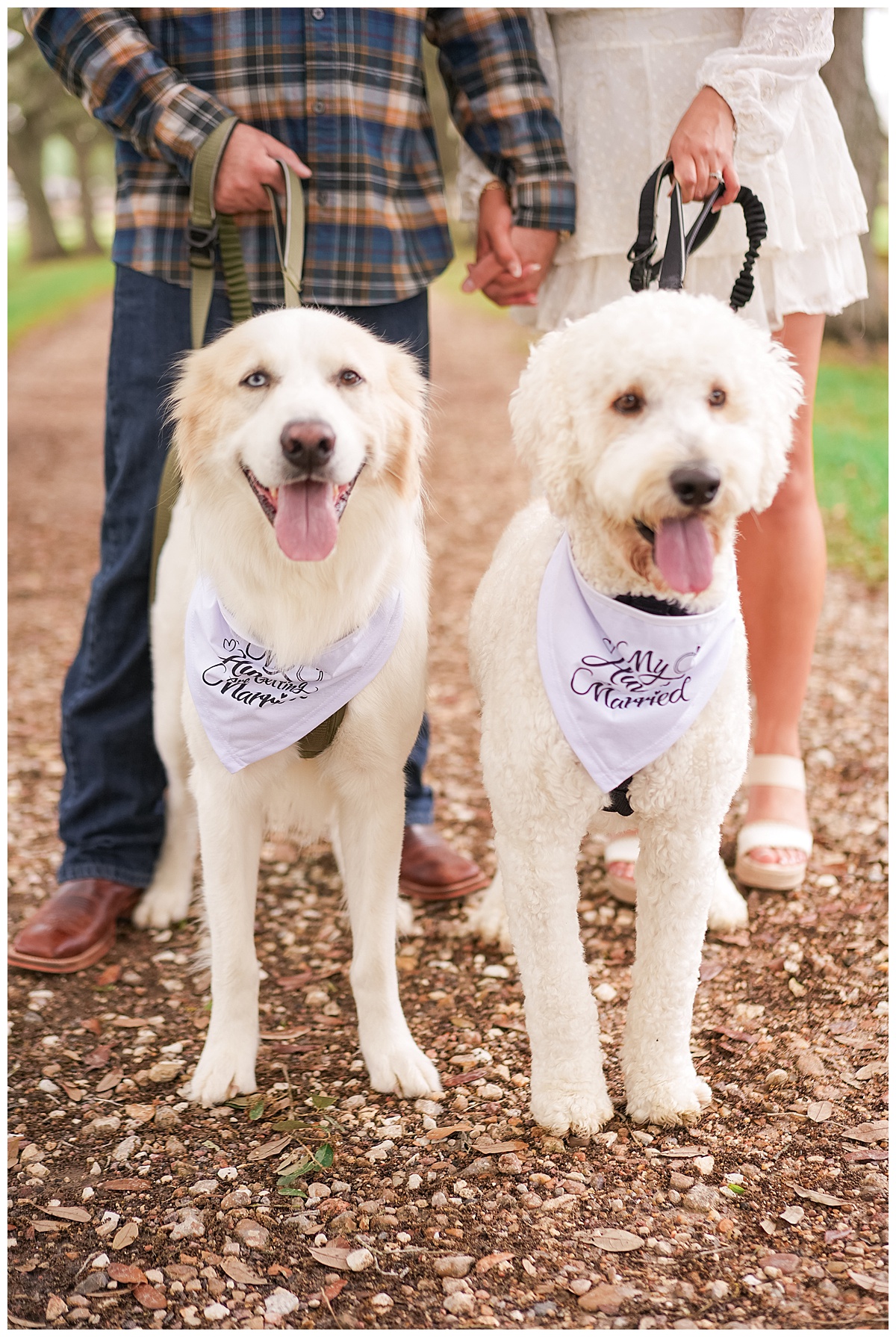 Dogs stand together for Houston’s Best Wedding Photographers